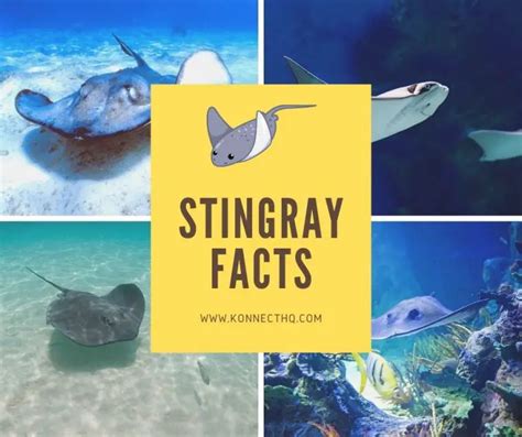 Stingray Facts For Kids Konnecthq