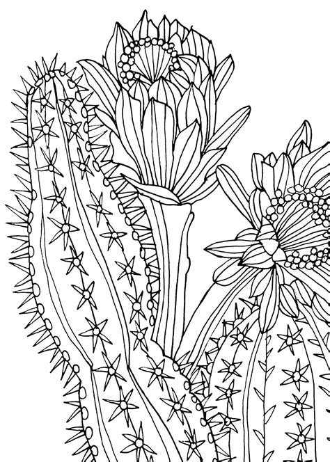 Succulent Coloring Book Coloring Pages