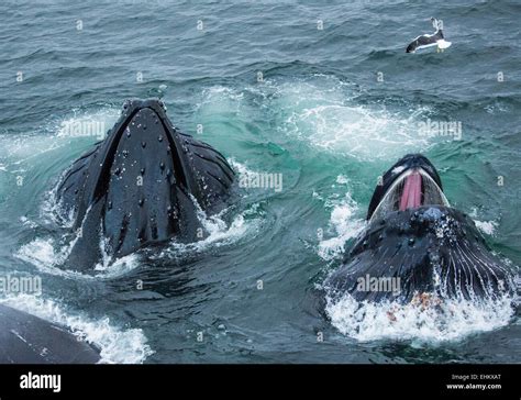 Humpback Whale Breeding