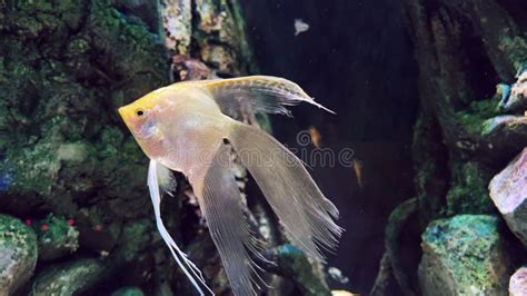 Closeup Of Gold Pearlscale Angelfish Swimming In The Aquarium