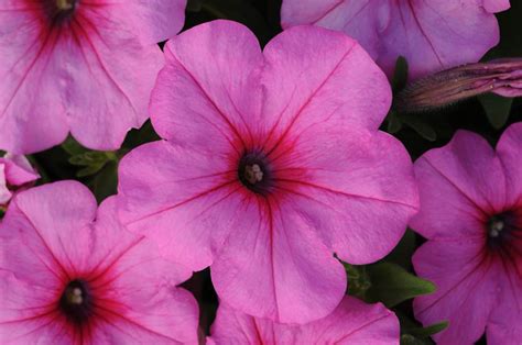 Petunia Easy Wave® Series Pink Passion Moss Greenhouses