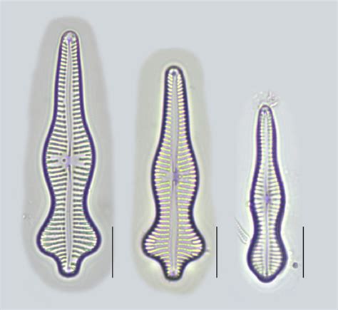 44 Diatoms Biology Libretexts