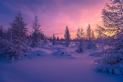 Pink Winter Sunset Hd Wallpaper Background Image