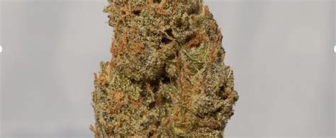 Honey Bananas Weed Strain Review And Information