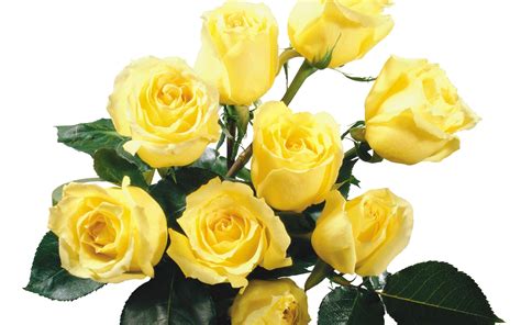 Download Yellow Rose Wallpapers High Quality | Download Free