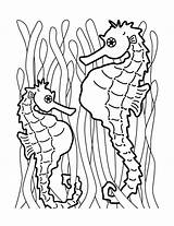 Seahorse Coloring Printable Everfreecoloring sketch template