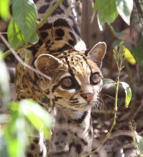 I Think Its Time We Talk About The Margay Cute Small Wild Cats