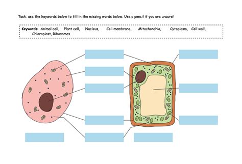 Y7 Biology Booklet Cells And Reproduction Teaching Resources