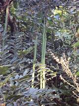 Browse the latest baby, child, teen & women's clothing & accessories at seed heritage. Gambia Nature: Long seed pods (Bignoniaceae)