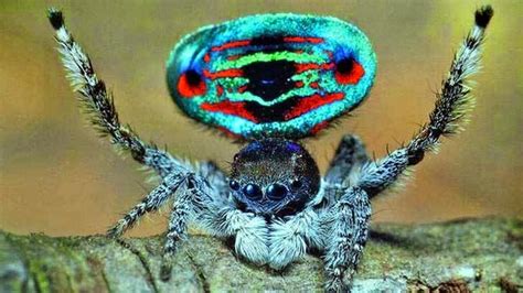 interesante es dos nuevas especies de arañas pavo real