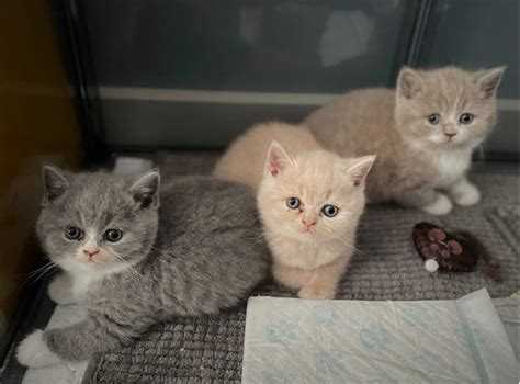 Pure Bred British Shorthair Kittens Bi Colours Available Ukpets