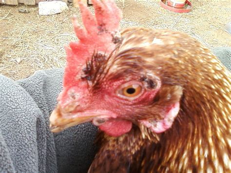 Scabby Sores On Face Nad Head Backyard Chickens Learn How To Raise