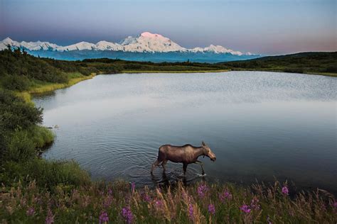 Alaska Wildlife Watching 5 Best Parks To Visit The National Parks