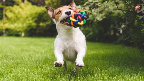 Estas Cosas Pueden Causar Daño A Tu Mascota