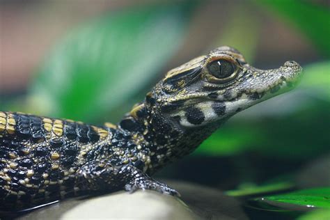 Baby Crocodile Photograph By Paul Slebodnick Fine Art America