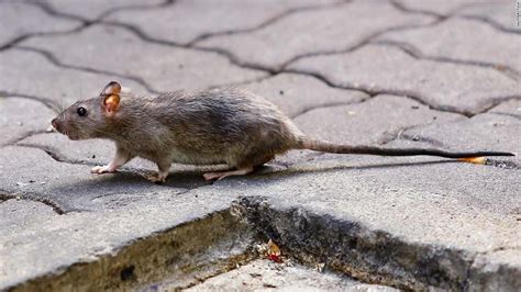 Rat Disease Worlds First Human Case Discovered In Hong Kong Cnn