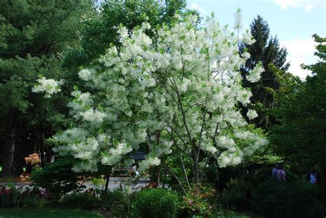 Floral Fragrance Of Native Fringetree Fills The Spring Air What Grows