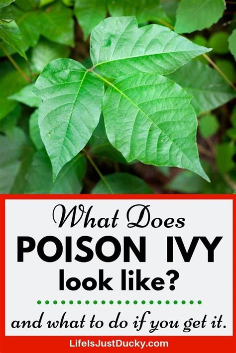 Poison Ivy 101 How To Identify And Treat Poison Ivy Part 1 Poison
