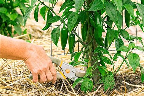 How To Prune Pepper And Tomato Plants For A Great Crop