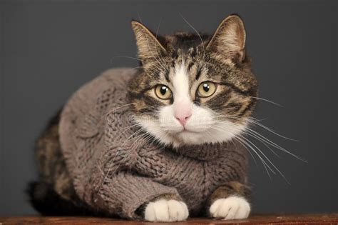 Cat Wearing A Sweater Stock Photo Image Of Animal Feline 34656476