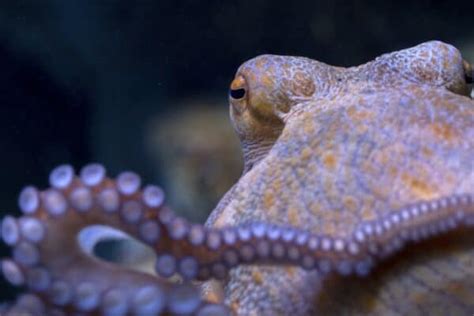 Octopus Quiz What Do You Know About These Sea Creatures A Z Animals