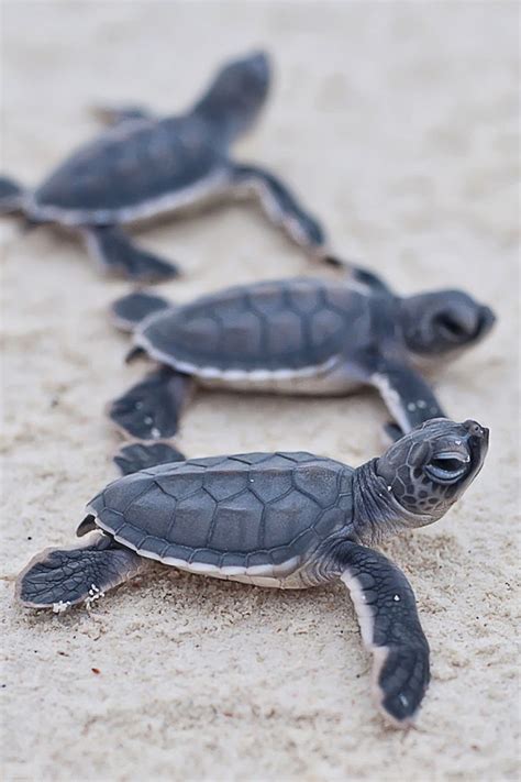 Looks Like They Are Holding Hands Animals Beautiful Baby Turtles