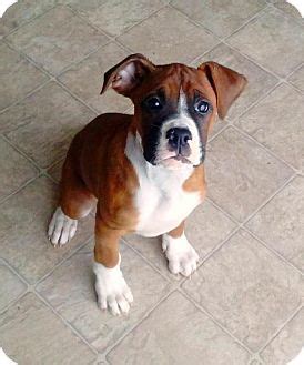 Licensed by the state of ohio located in cincinnati. Cincinnati, OH - Boxer Mix. Meet Foreman a Puppy for Adoption.