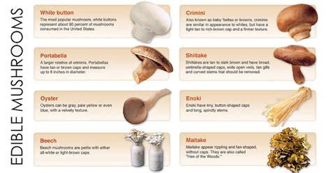 Health Benefits Of Mushroom 11 Amazing Benefits You Need To Know