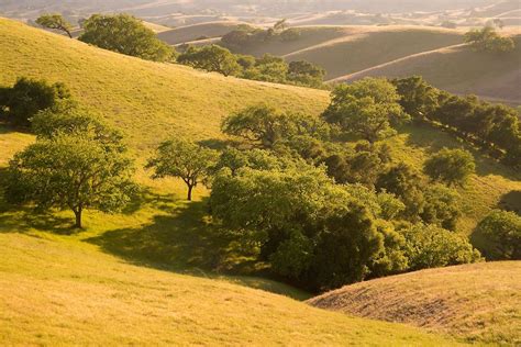 Oak Trees And Rolling Hills Santa Ynez Valley California California