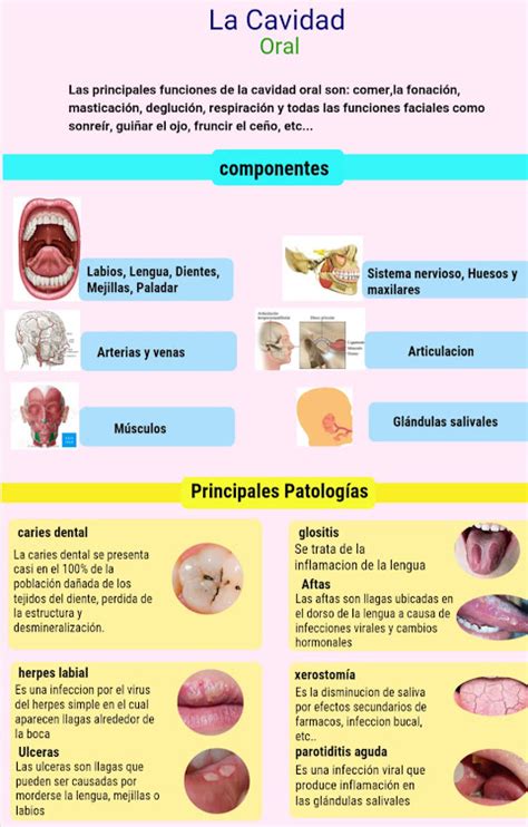 Fase Infografia Sobre Los Principales Componentes De La Cavidad Oral Sus Funciones E