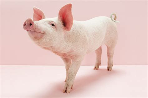 Sonhar porco conheça os vários significados possíveis