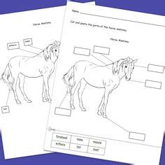 Blanko vorlagen für lapbook innenteile. Die 17 besten Bilder von Pferde Projekt Kinder | Kinder ...