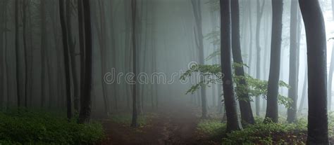 Path In Fairy Tale Landscape Inside Foggy Forest Silhouette Trees In