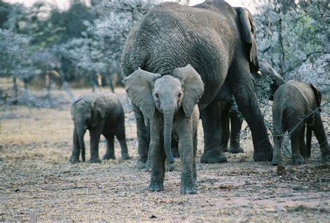 Baby Elephants Playing In The Serengeti Baby Elephants Playing