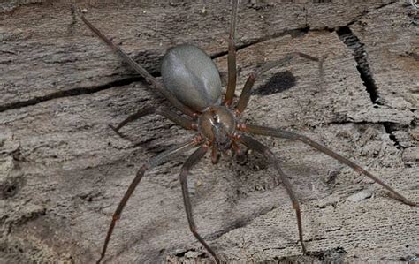 Blog What You Should Know About Dangerous Spiders In Salt Lake City