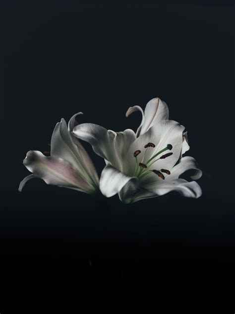 Gambar Menanam Putih Daun Bunga Serbuk Sari Hitam Flora Bunga