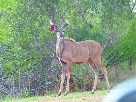 Our South African Journey To Kruger National Park