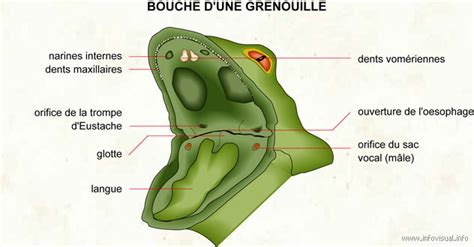 Le Blog De Mcolin Chronique De Dissection La Grenouille
