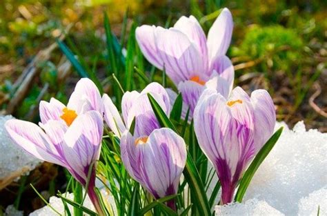 Top 10 Winter Bloomers For Your Flower Garden Birds And Blooms