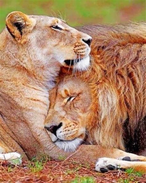 Lion And Lioness Love Paint By Number Numpaint Paint By Numbers