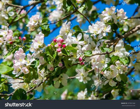 Apple Tree With Flowers Images Stock Photos Vectors