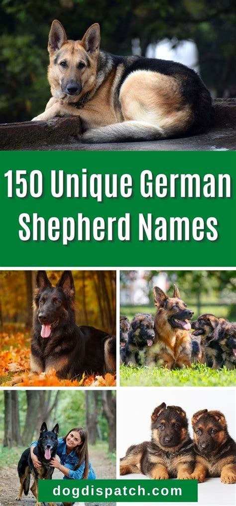 150 Best German Shepherd Names With Origins Dog Dispatch