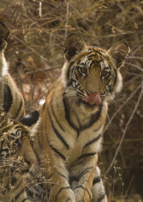 Wildlife Wander Bandhavgarh Tiger Reserve Benevolent Tiger Gods