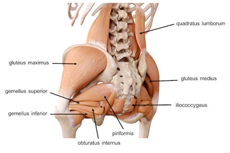 Back view of muscles, skeleton, organs, nervous system. Pelvis Hip Anatomy