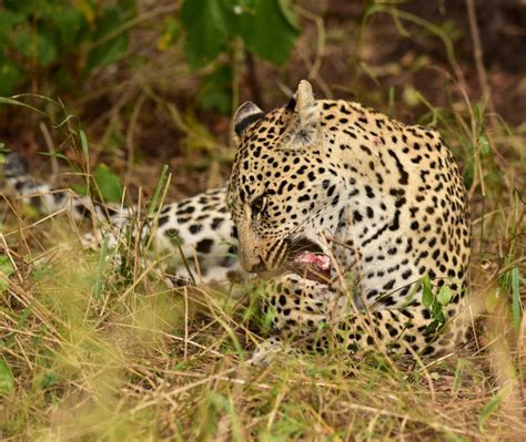 Leopard Eating Kill South Africa Stock Photo Image Of Inyahti Sands