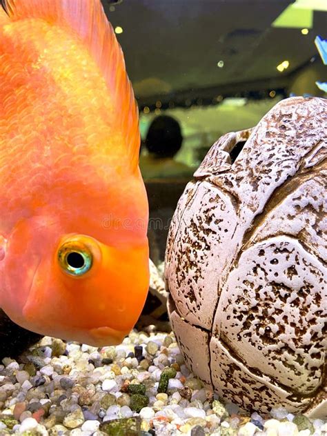 Funny Big Goldfish In The Aquarium Fish Scales Fish Eyes Joy And