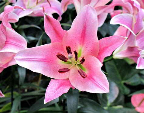 Lily Longwood Gardens Conservatory Img 1721