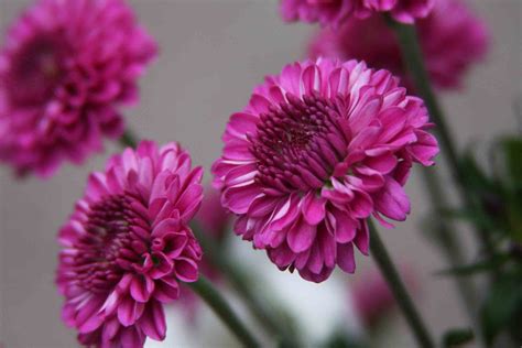 Purple Chrysanthemum Picture For Wallpaper Hd Wallpapers Wallpapers