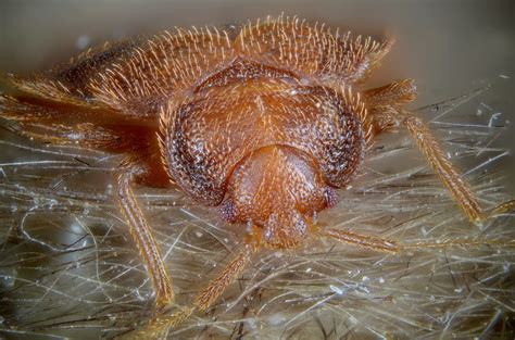 Cimex Lectularius Bed Bug Female Of The Bed Bug Cimex Flickr