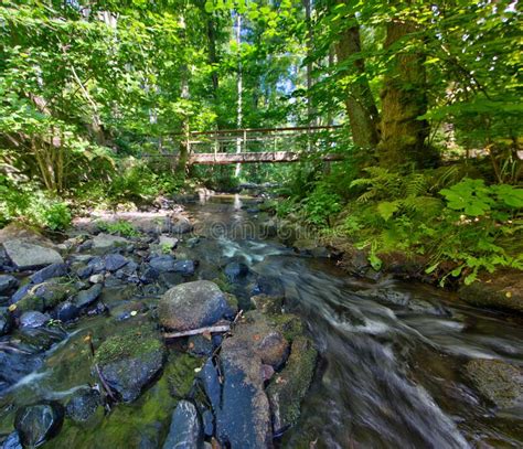 Wooden Bridge Over A River In A Forest In Sweden Stock Photo Image Of